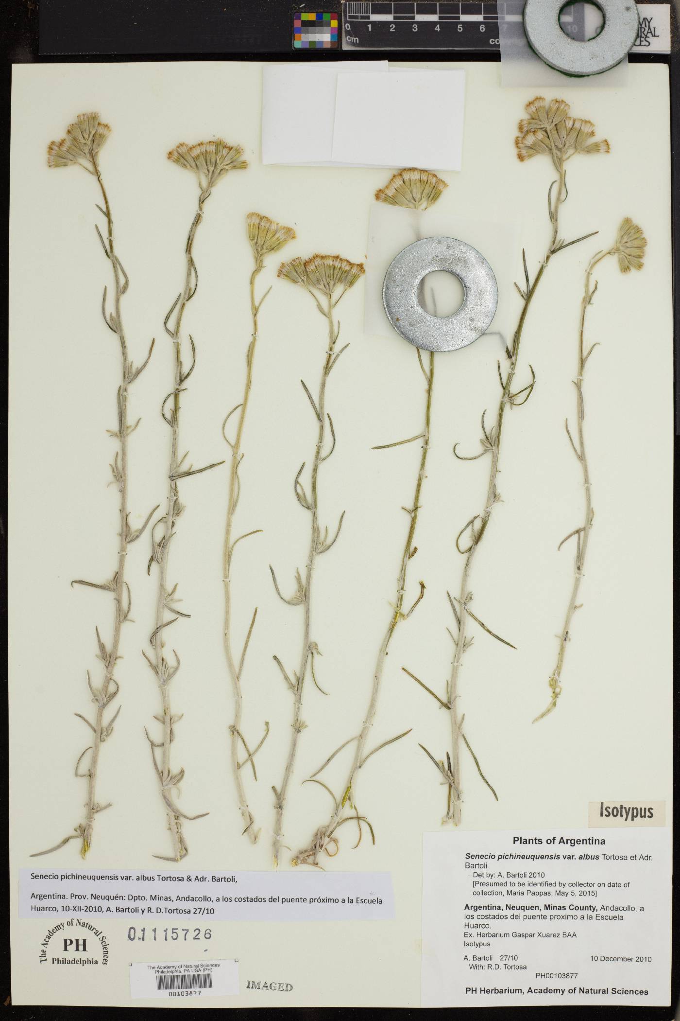 Senecio pichineuquensis var. albus image