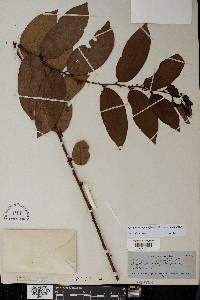 Phyllanthus juglandifolius image