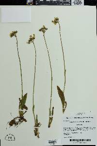 Hieracium caespitosum image