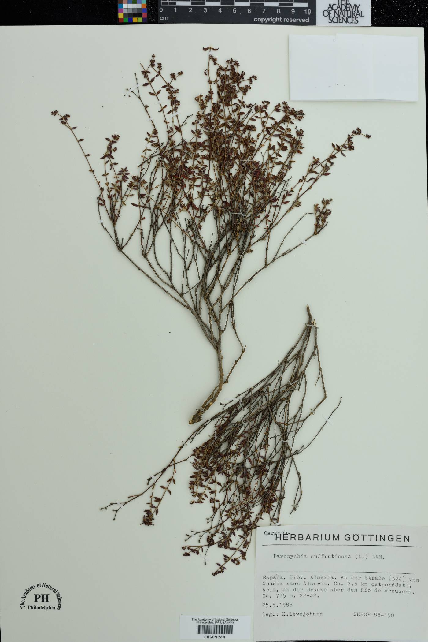 Paronychia suffruticosa image