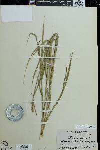 Carex normalis image