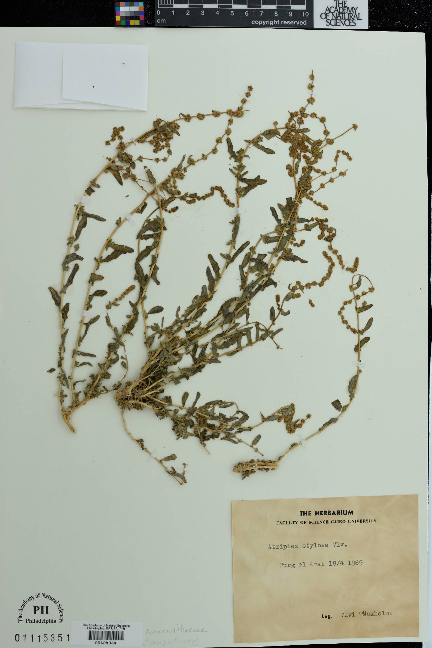 Atriplex stylosa image