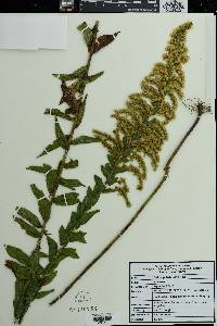 Solidago fistulosa image