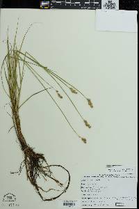 Carex alata image