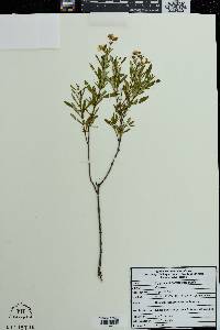 Hypericum densiflorum image