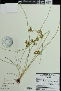 Cyperus dentatus image