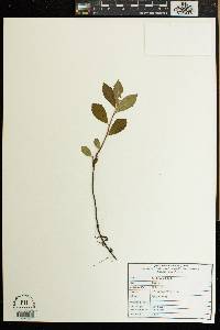 Clethra alnifolia image