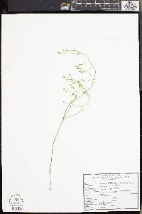 Bartonia paniculata image