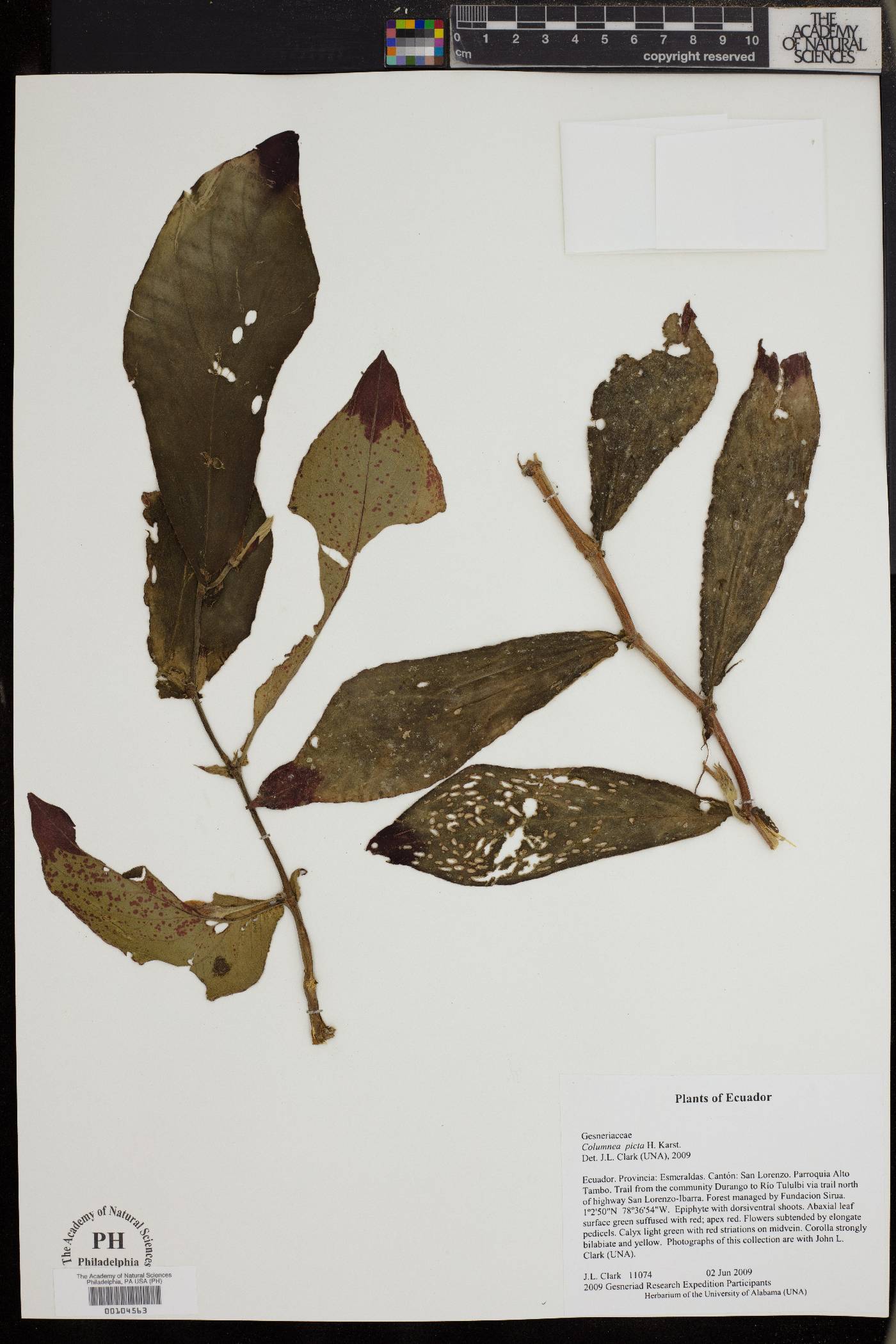 Columnea picta image
