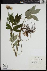 Hydrophyllum virginianum image