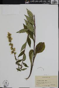 Solidago squarrosa image