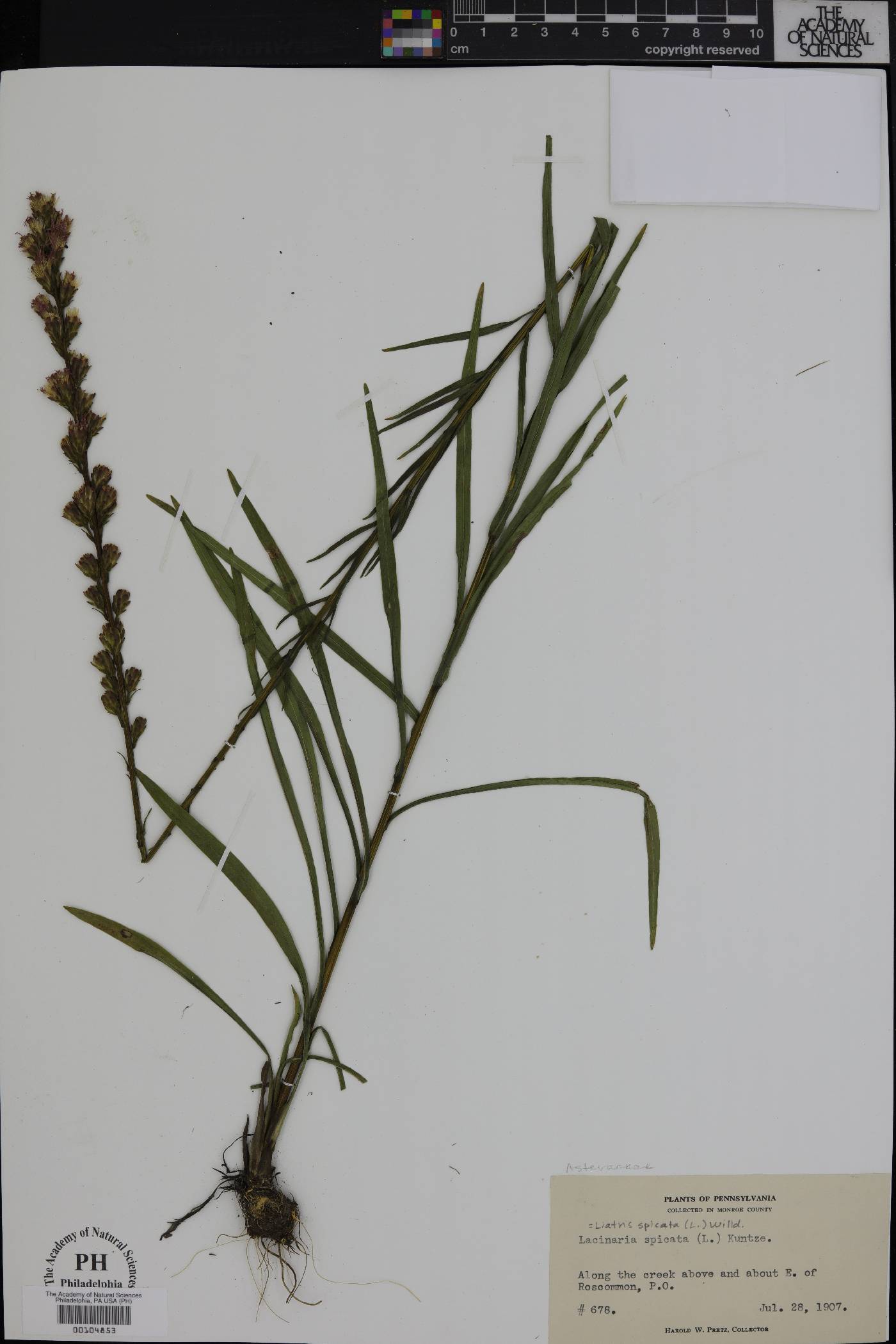 Lacinaria spicata image