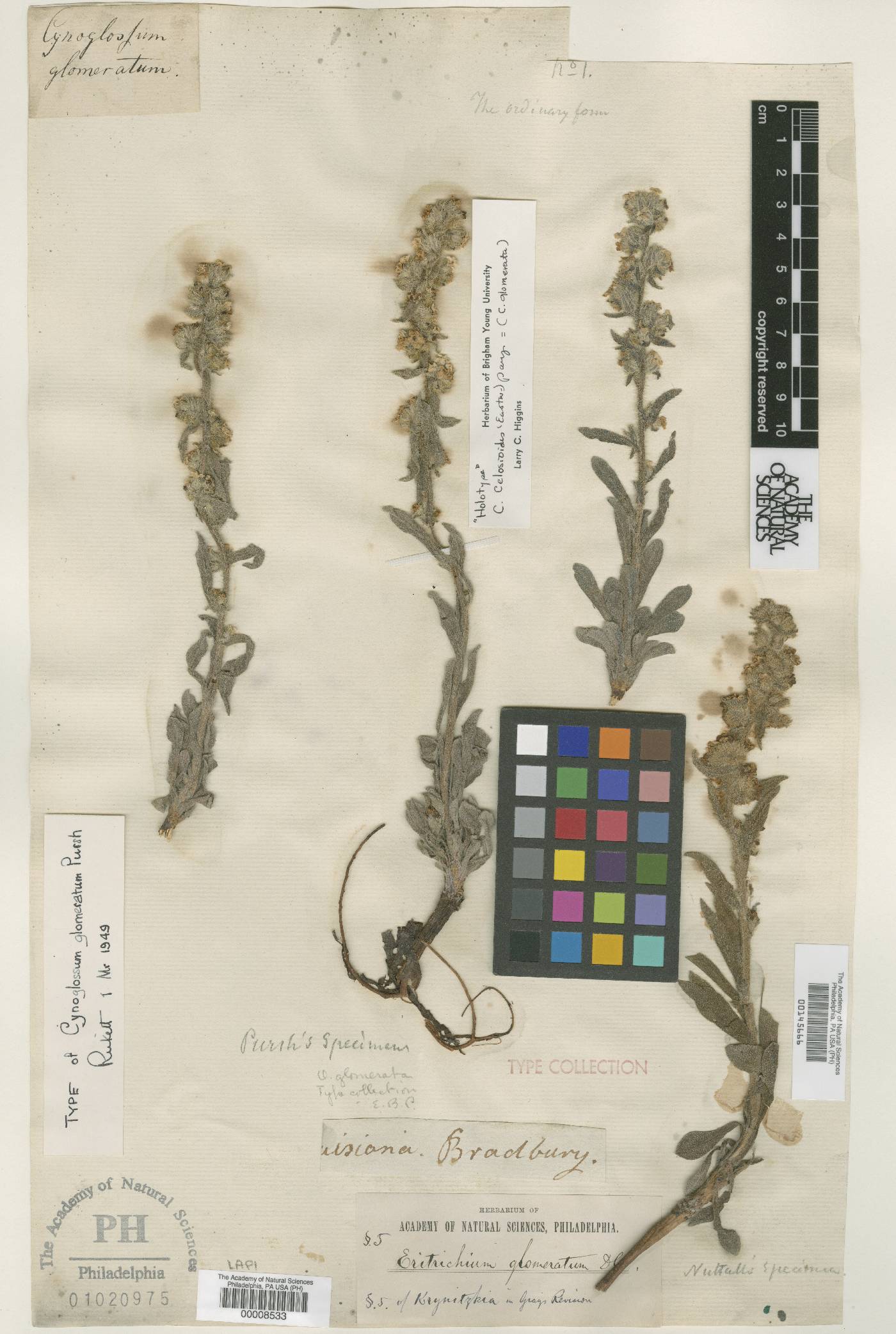 Cynoglossum glomeratum image