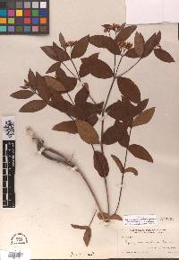 Apocynum × floribundum image