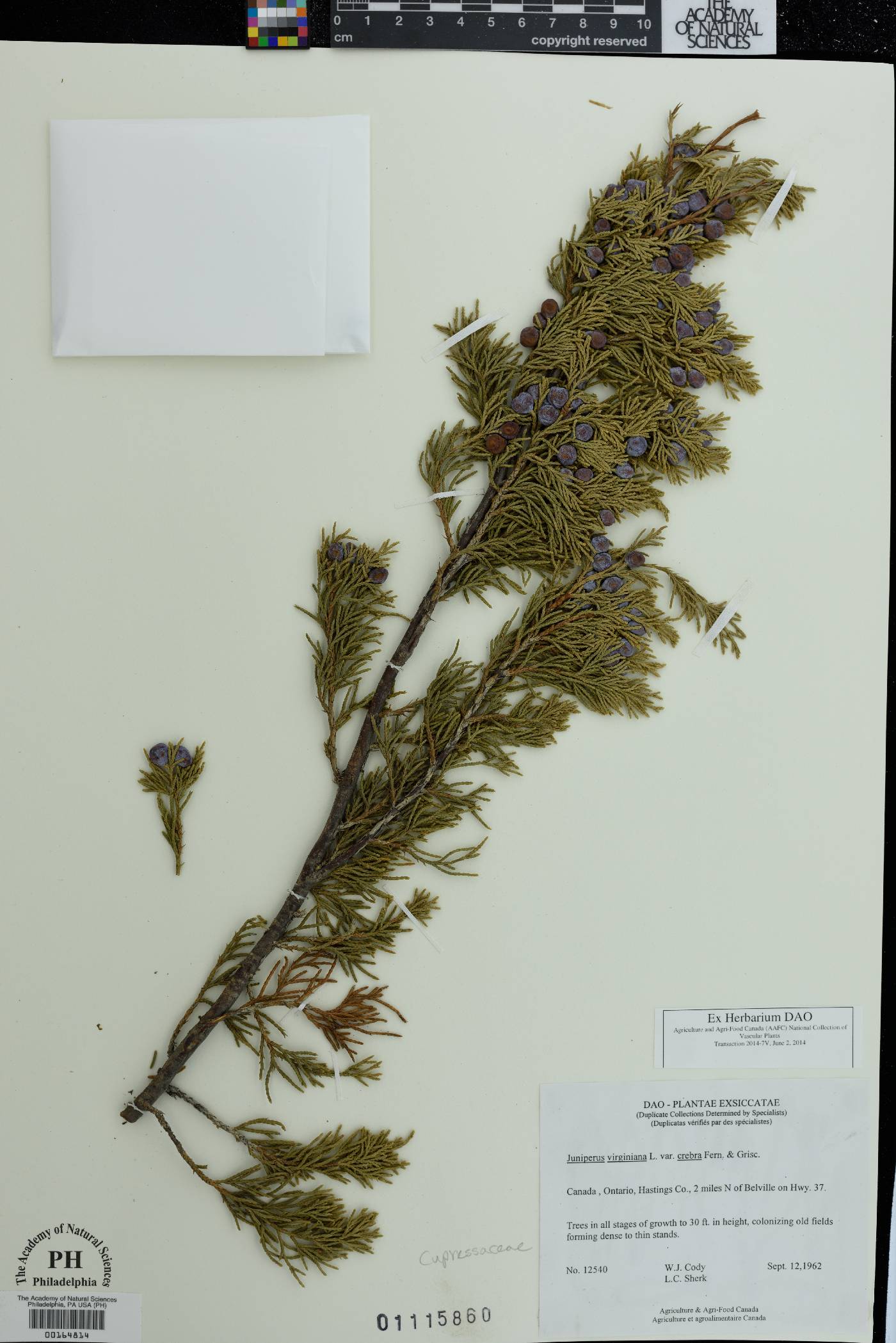 Juniperus virginiana subsp. crebra image