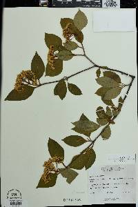 Viburnum cassinoides image