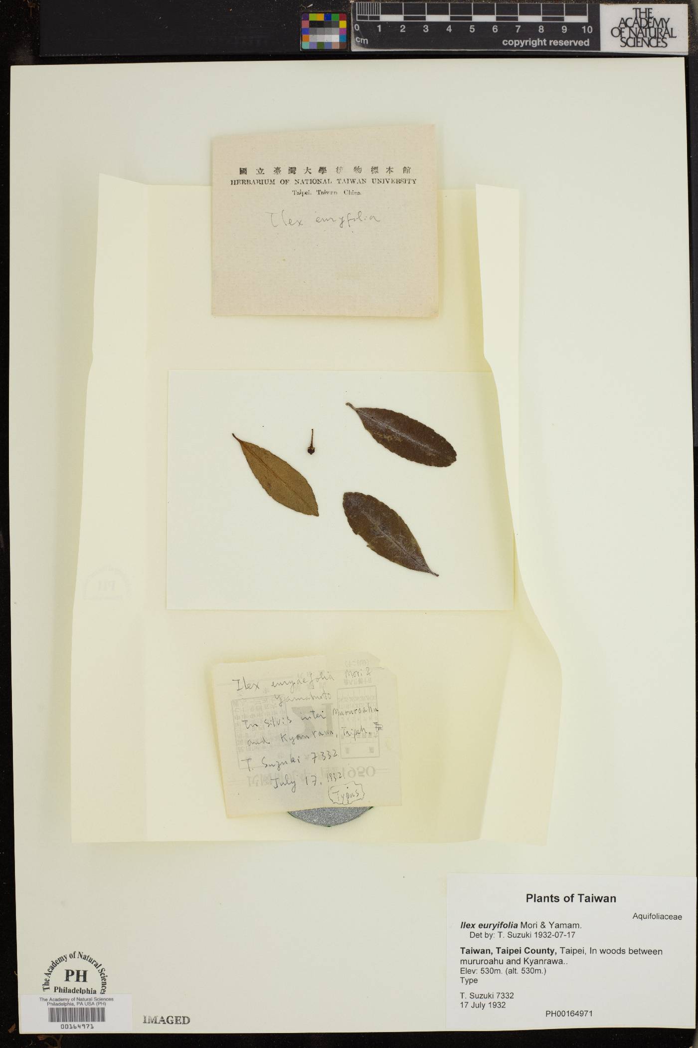 Ilex euryifolia image
