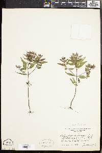Melampyrum lineare image