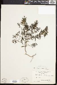 Melampyrum lineare image