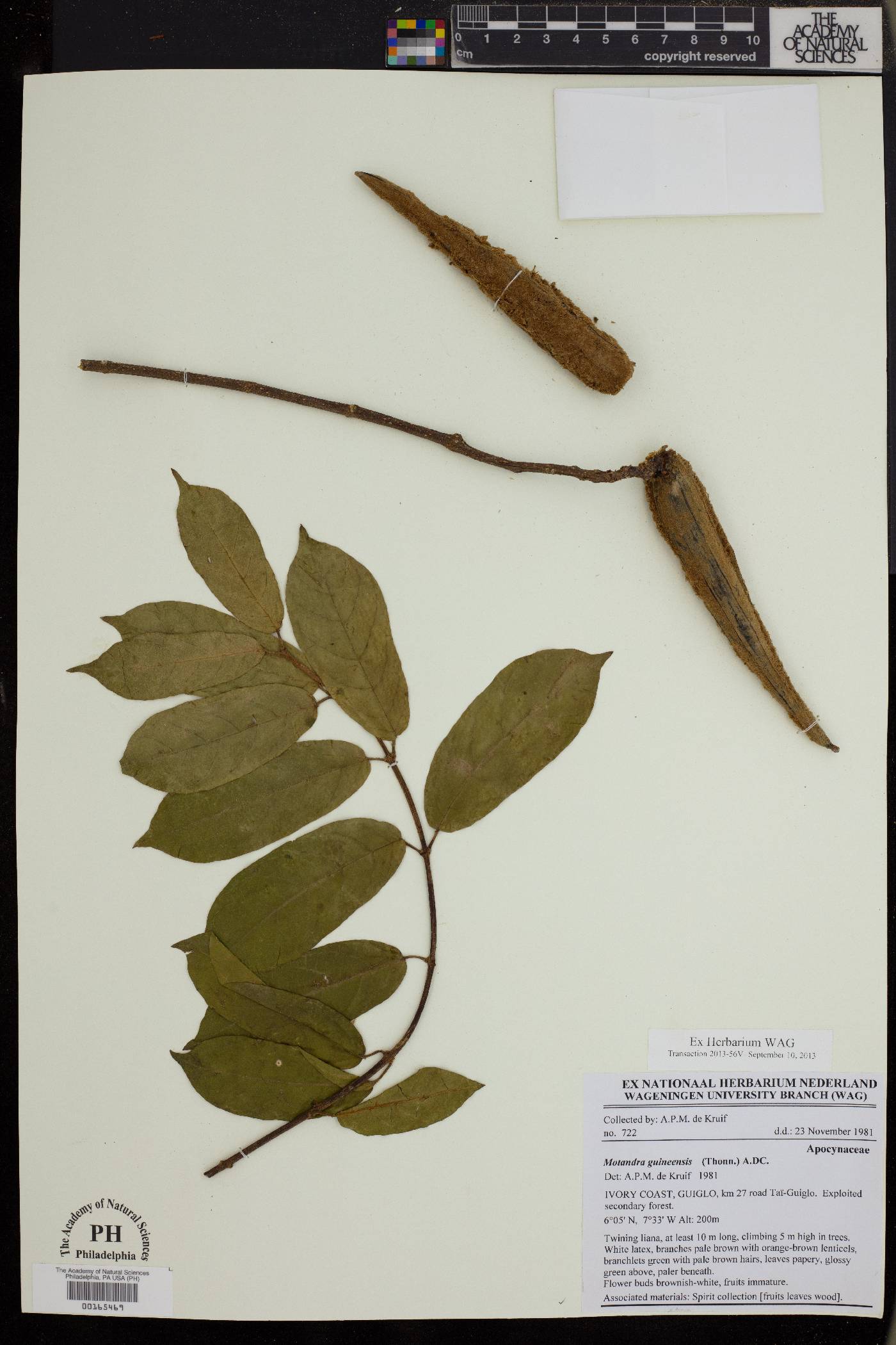 Motandra guineensis image