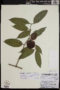 Landolphia ligustrifolia image