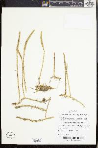 Lycopodiella appressa image