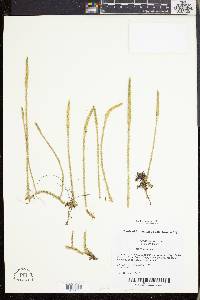Lycopodiella appressa image