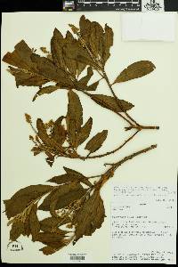Image of Monnina pseudosalicifolia