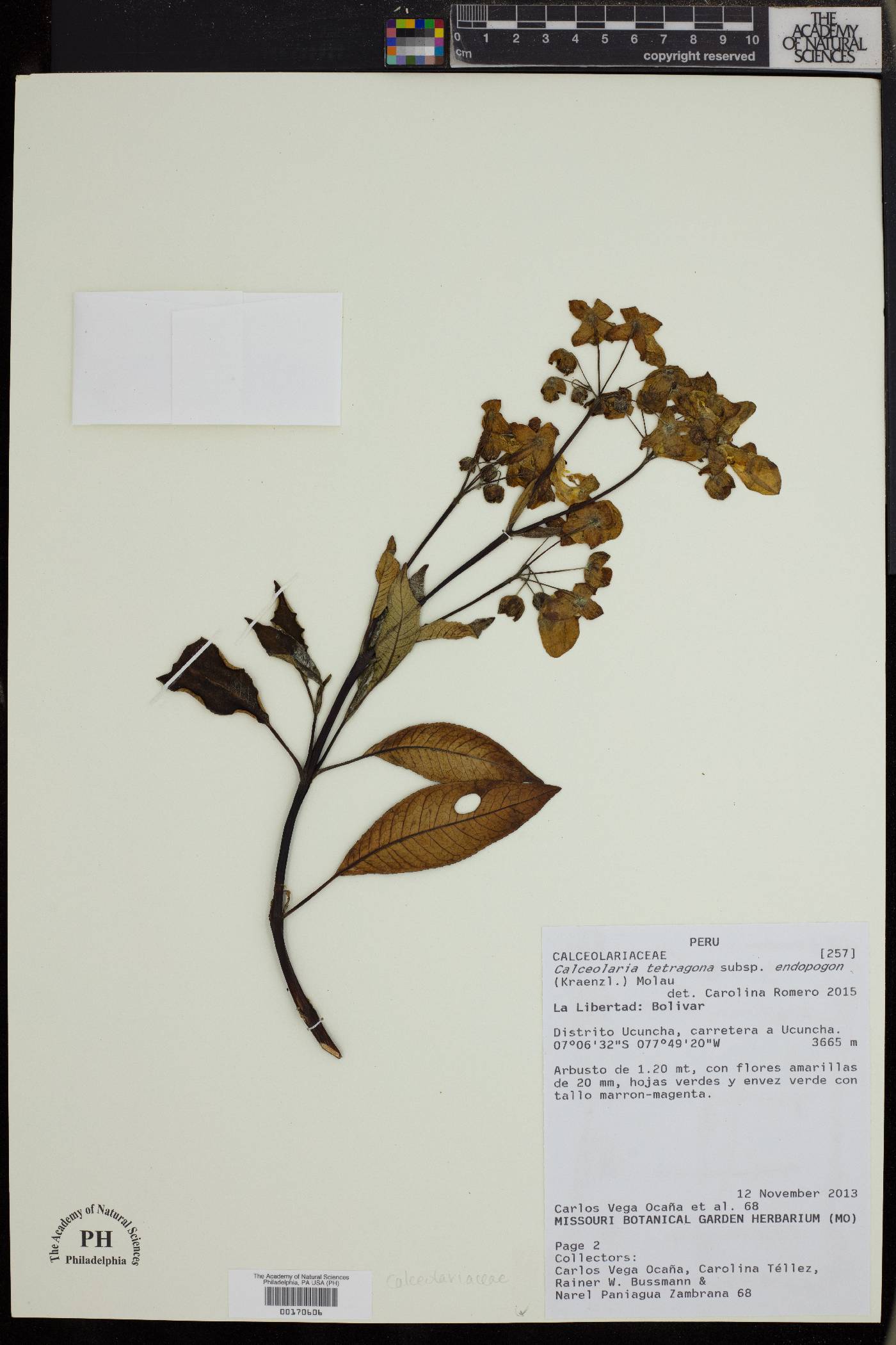 Calceolaria tetragona subsp. endopogon image