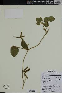 Calopogonium mucunoides image