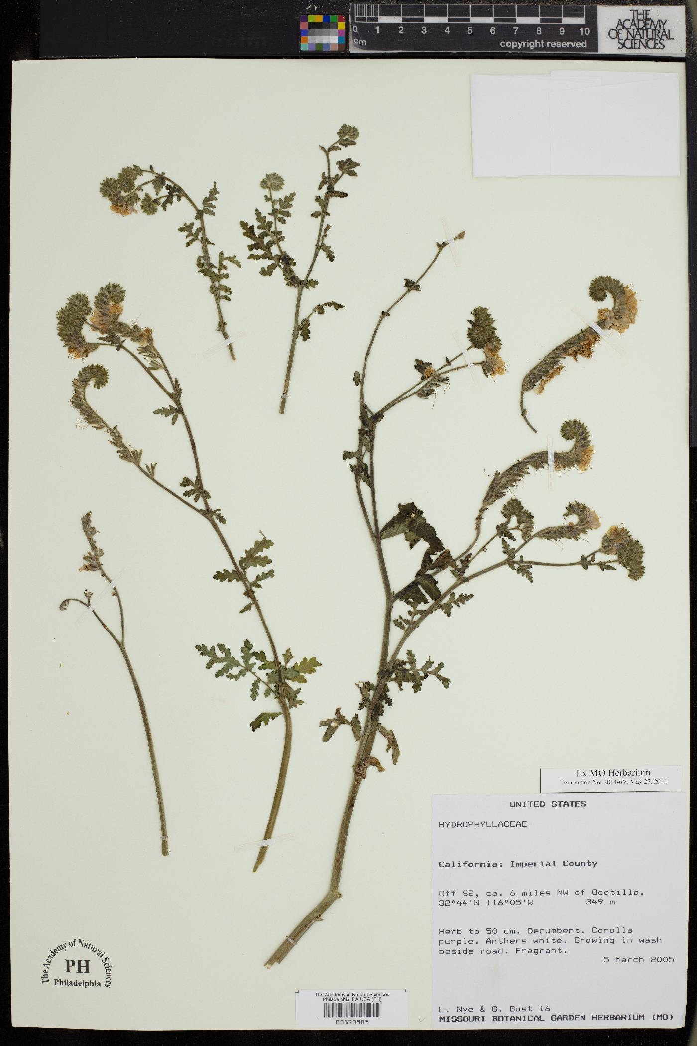 Hydrophyllaceae image