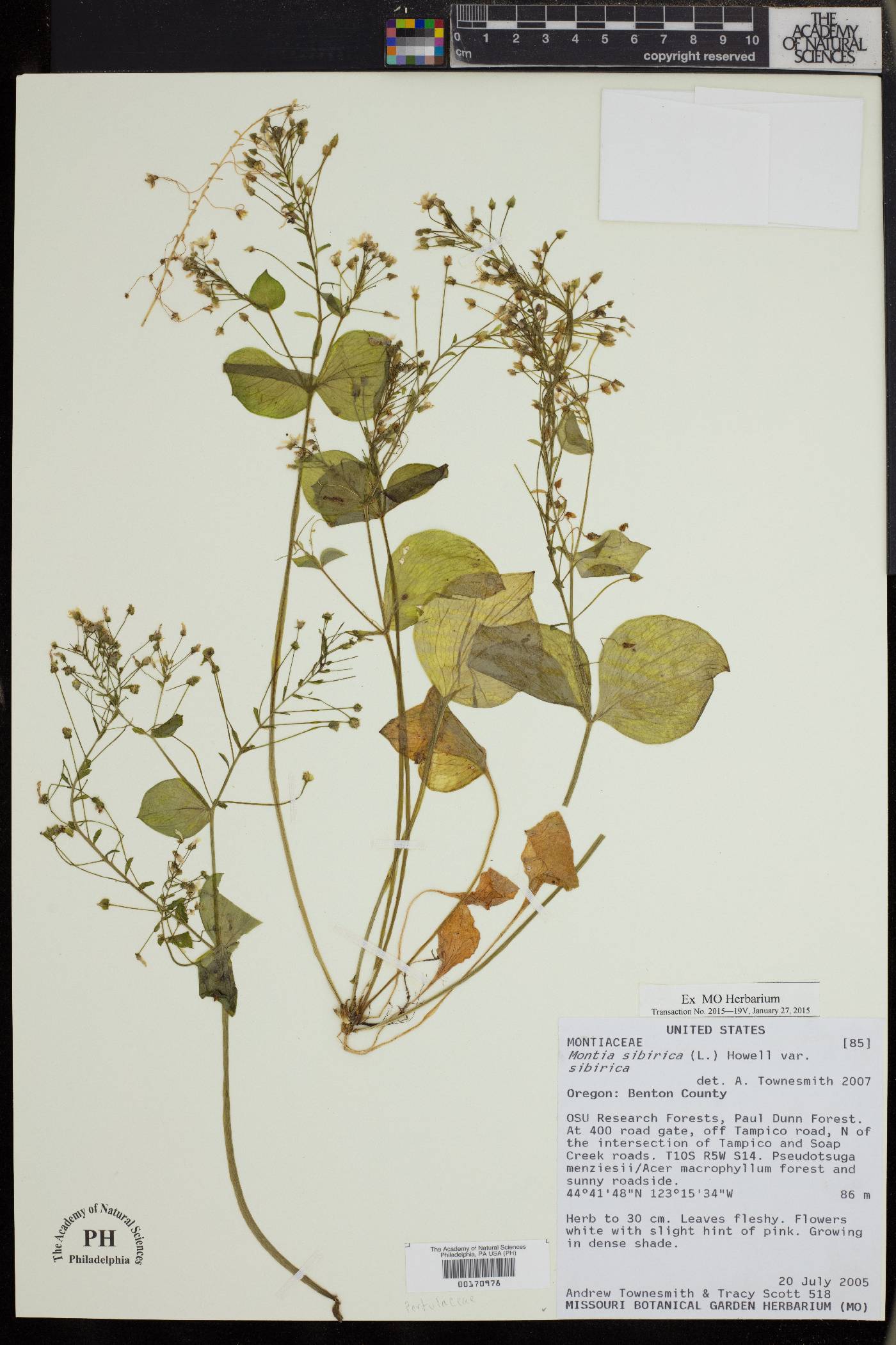 Montia sibirica image