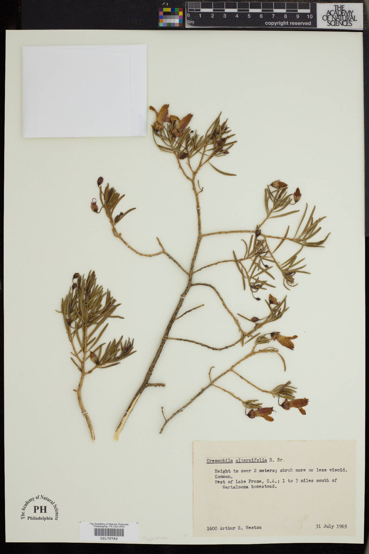 Eremophila alternifolia image