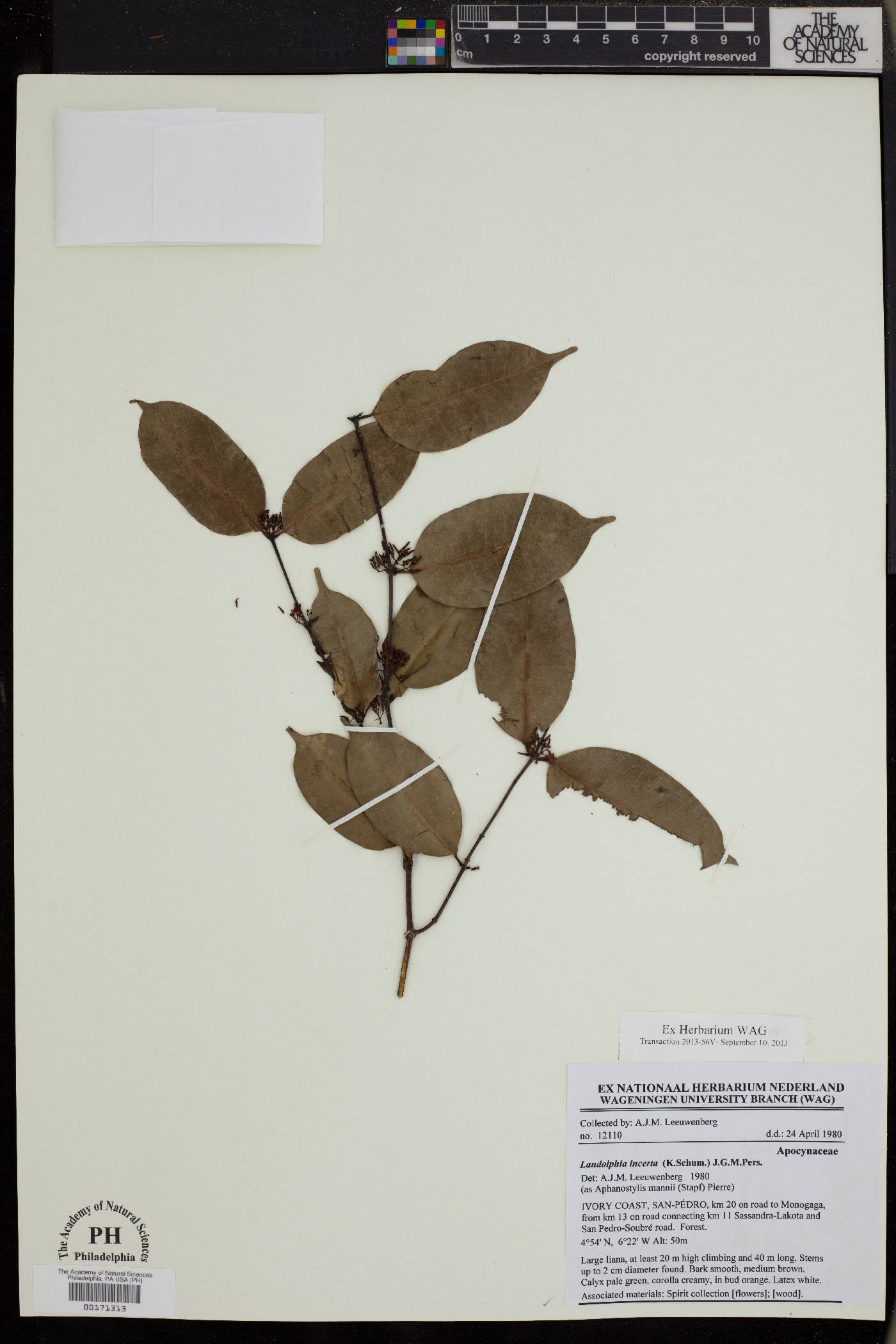 Landolphia incerta image