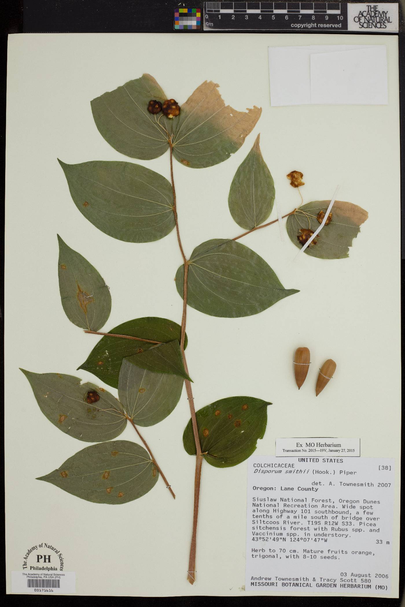 Disporum smithii image