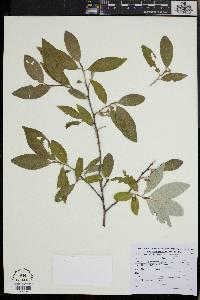 Elaeagnus multiflora image