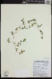 Desmodium triflorum image