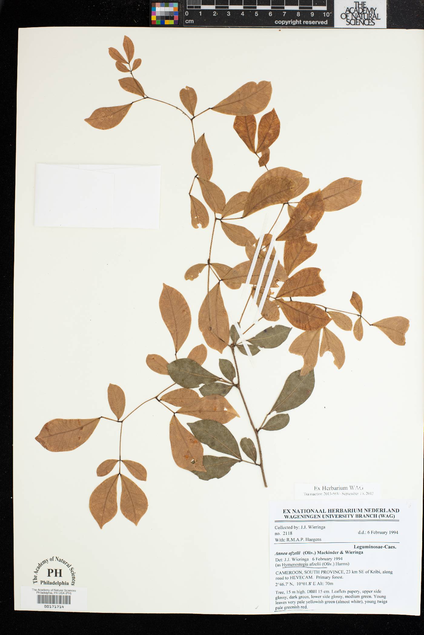 Hymenostegia afzelii image