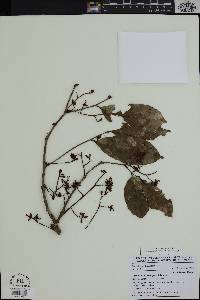 Anthonotha macrophylla image