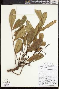 Odyendyea gabonensis image