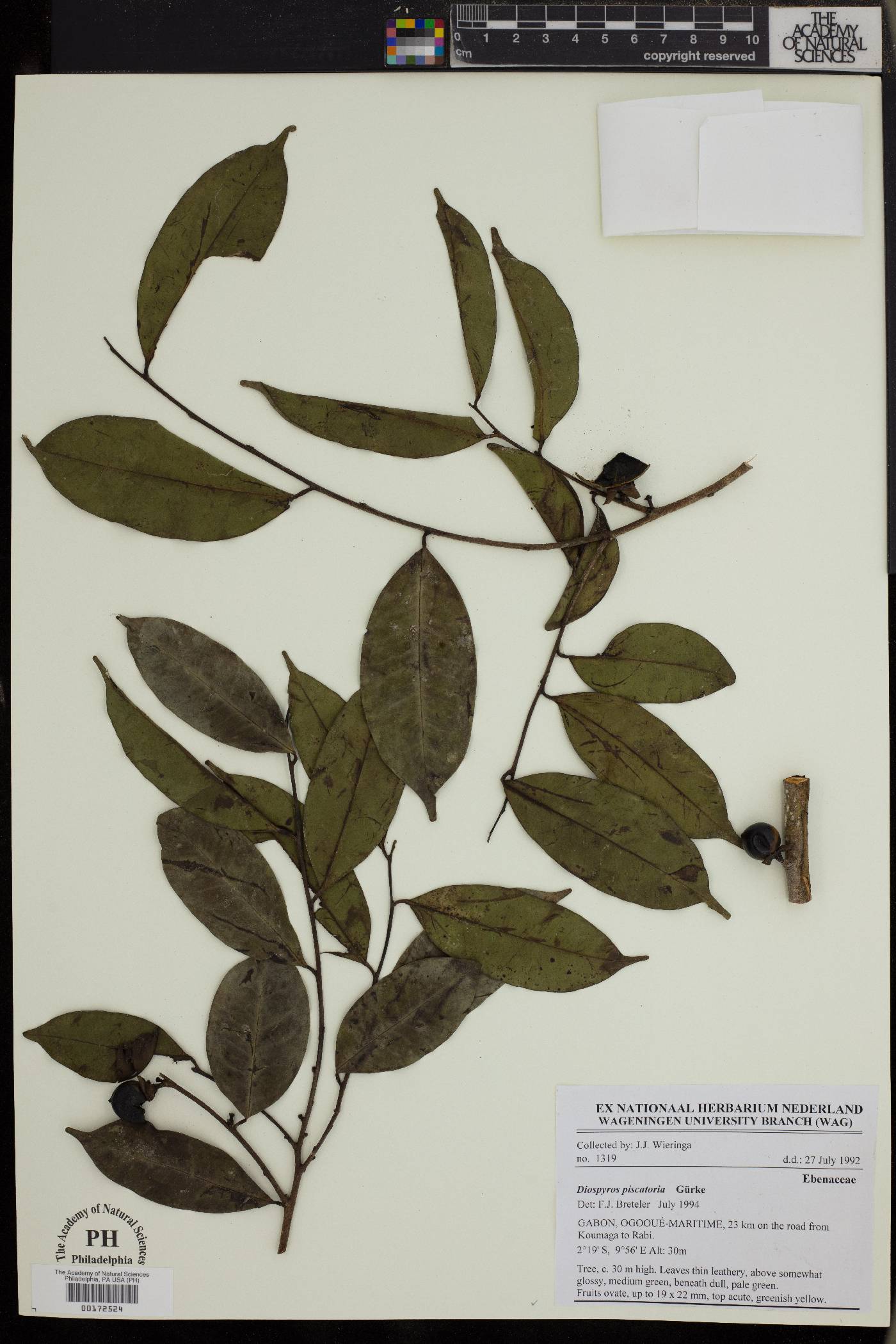 Diospyros piscatoria image