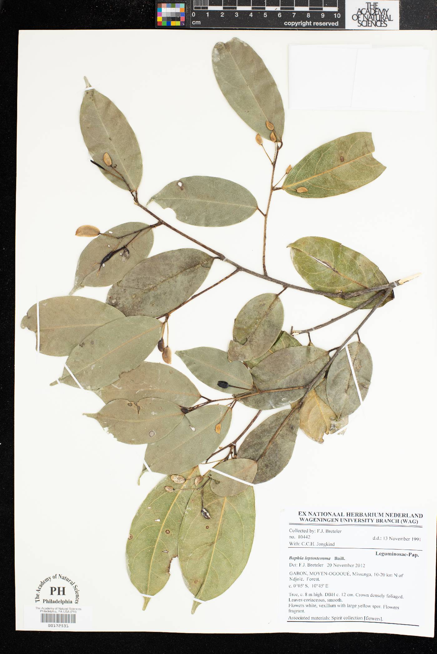 Baphia leptostemma image