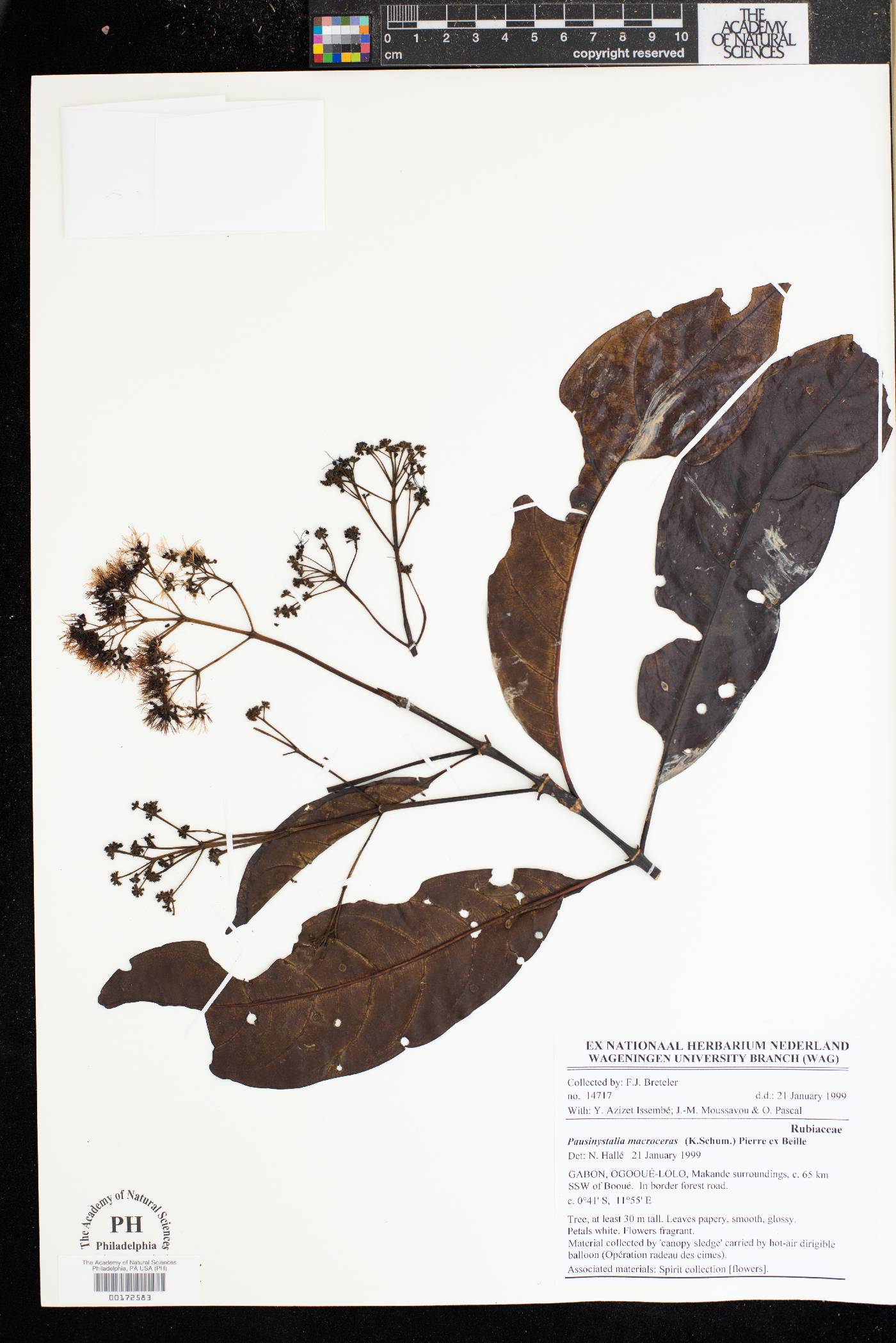 Corynanthe macroceras image