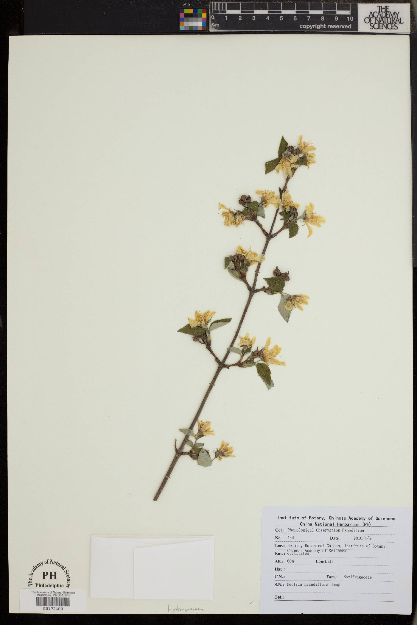 Deutzia grandiflora image