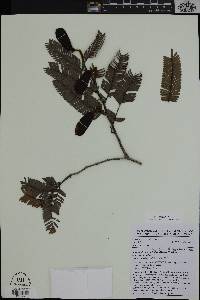 Aphanocalyx microphyllus image