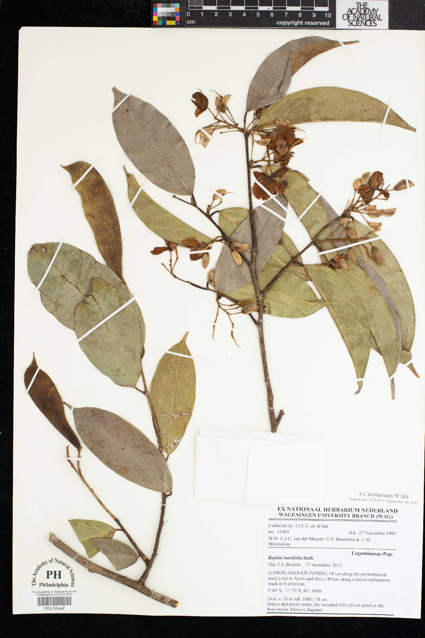 Baphia laurifolia image