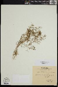 Spergularia diandra image