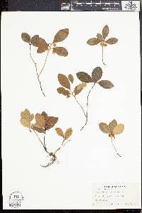 Gaultheria procumbens image