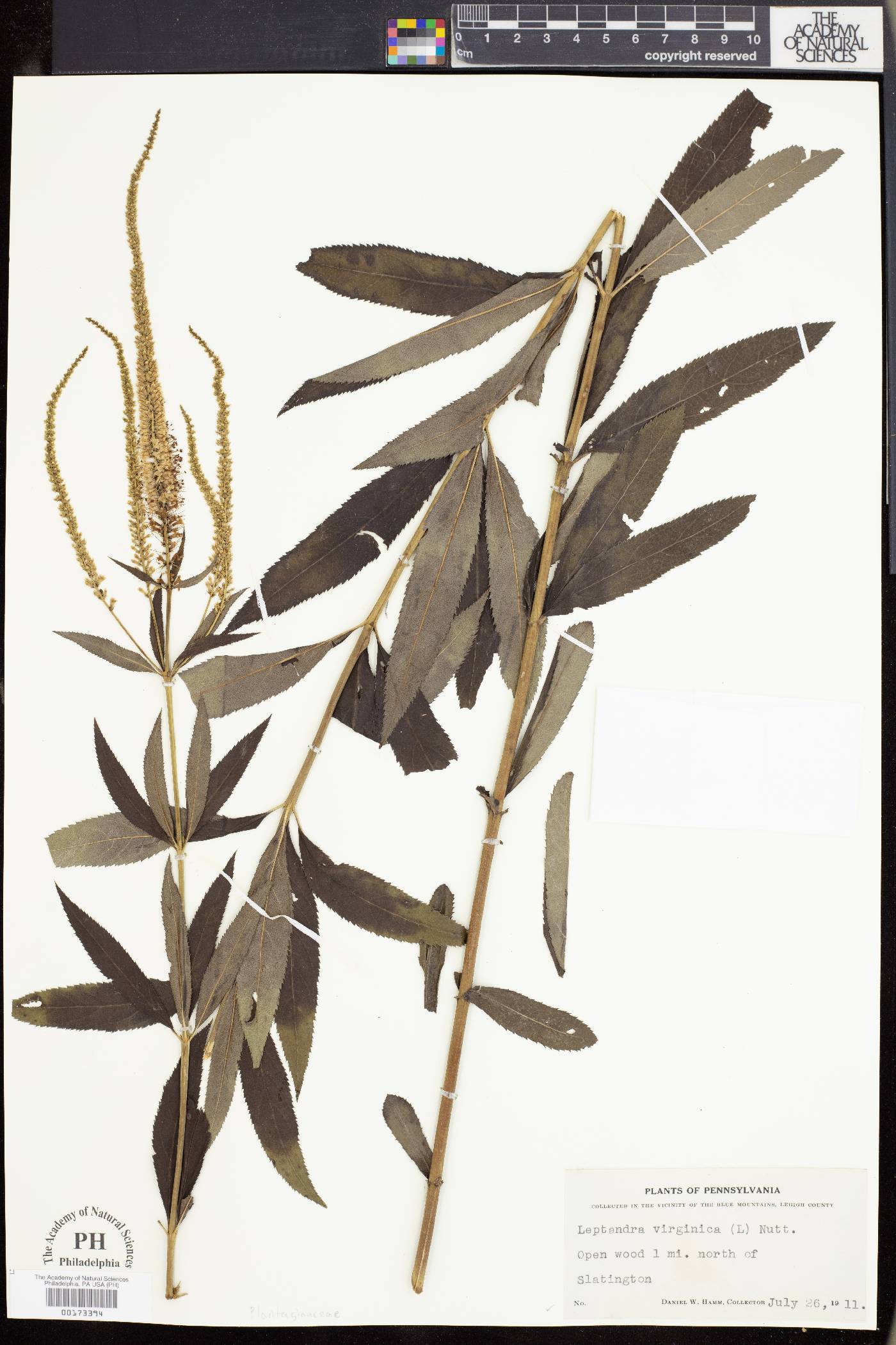 Leptandra virginica image