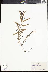 Veronica scutellata image